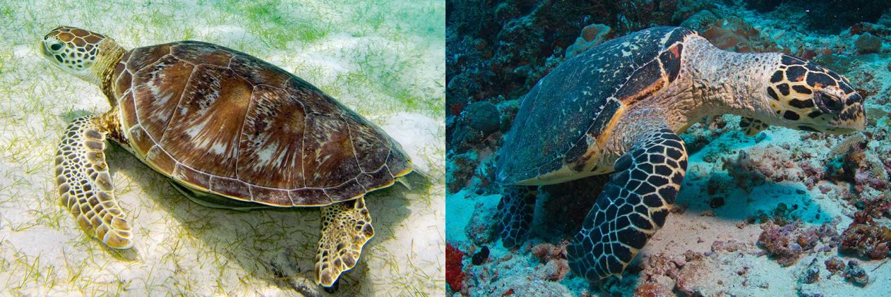 Two sea turtle species of Sabah, Green Turtle (Species: Chelonia mydas) and Hawksbill Turtle (Species: Eretmochelys imbricata)