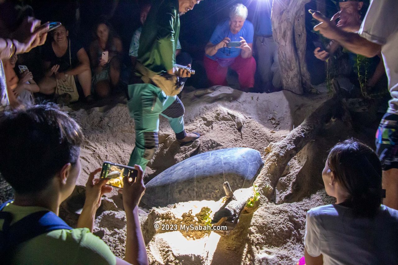 Tourists gather next to the nesting site of a mother turtle