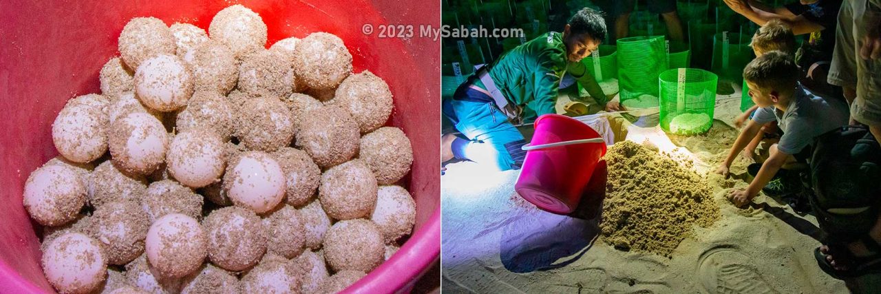 Transferring the fresh turtle eggs to the turtle hatchery