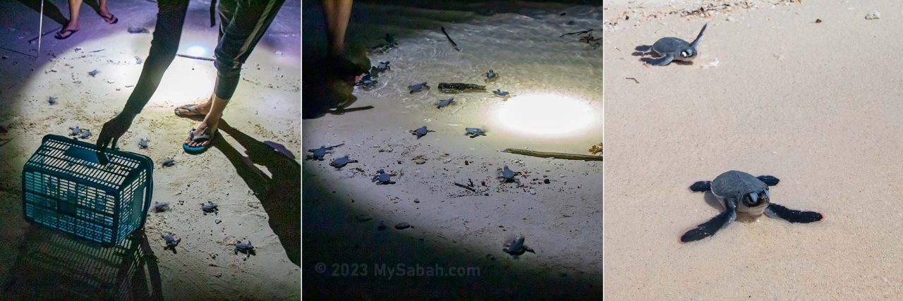 Releasing of baby turtles on the beach