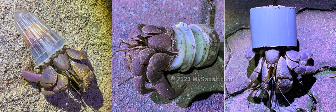 Hermit crabs using plastic waste as their shelters