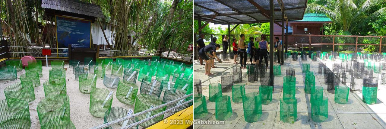 Turtle hatcheries of Lankayan (left) and Sipadan Island (right)