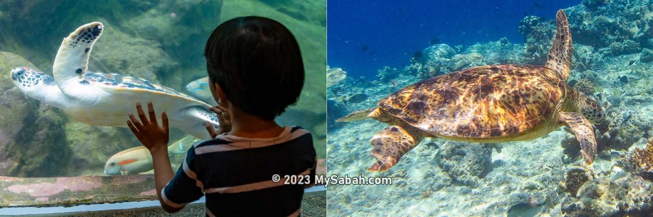 Sea turtles in the aquarium and in the wild