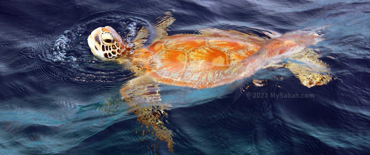 Sea turtle in the sea