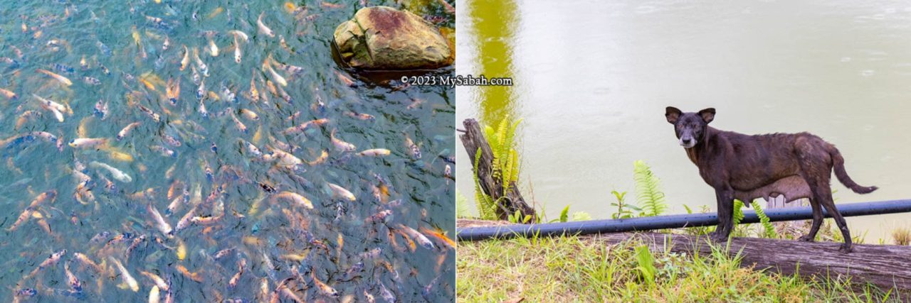 Fish pond and dog