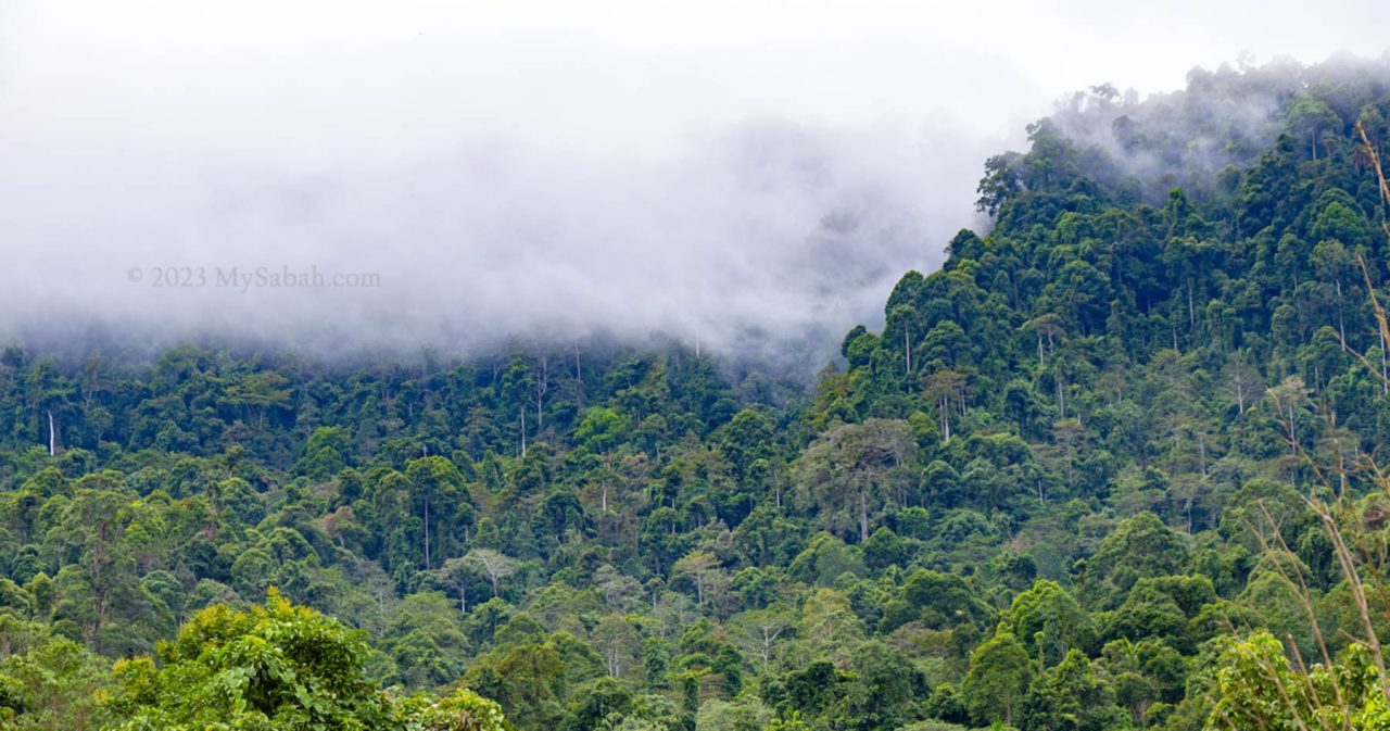 Misty rainforest of Sapulut