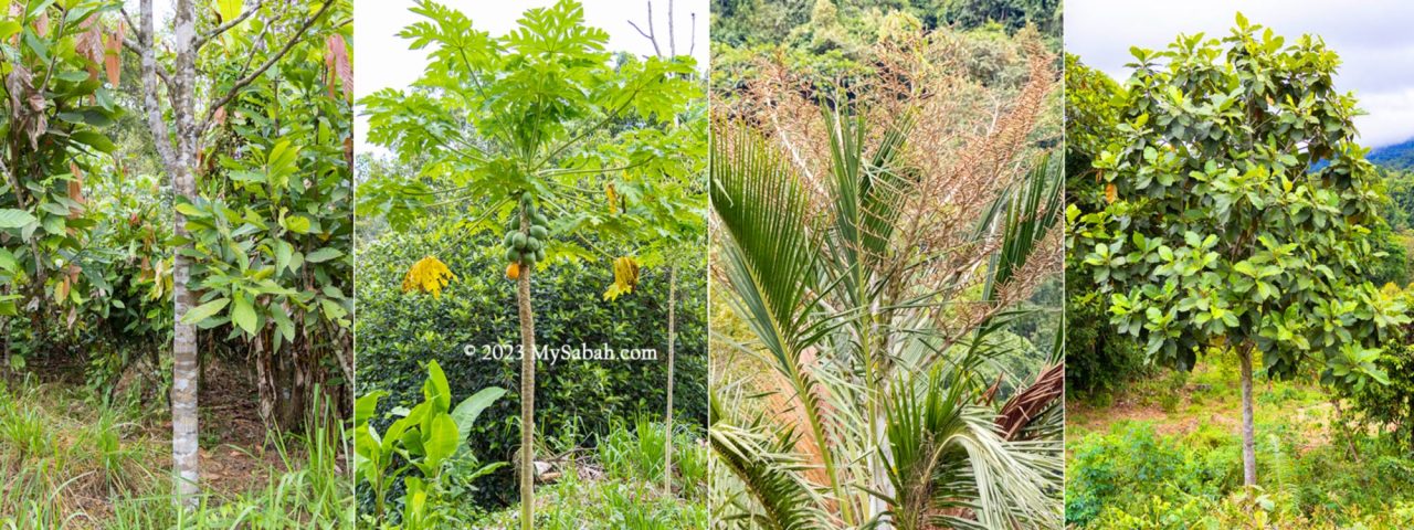Timber and fruit trees in integrated agriculture