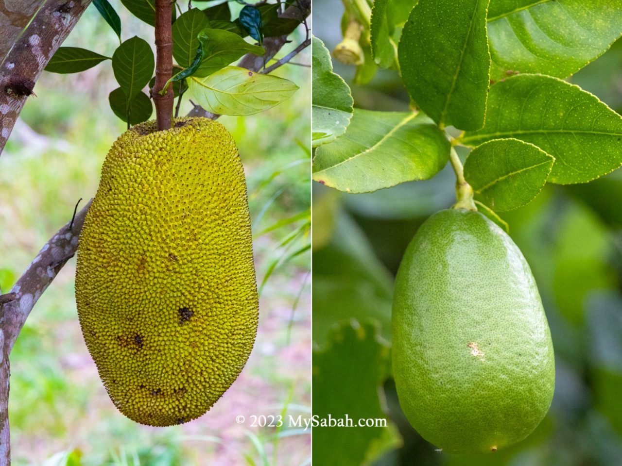 Fruits in agroforestry farm