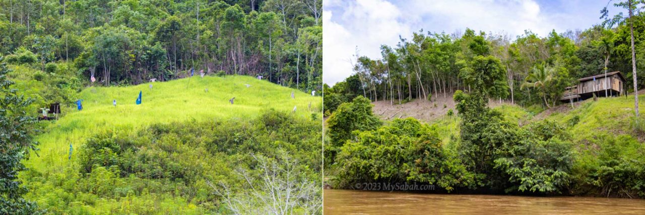 Left: hill paddy. Right: rubber plantation