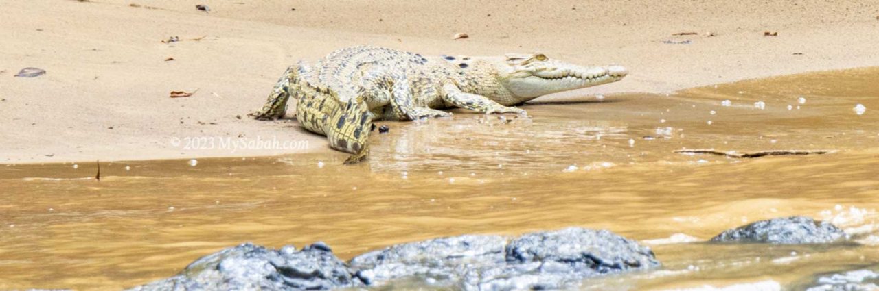 A juvenile crocodile (species: Crocodylus siamensis) on the river bank