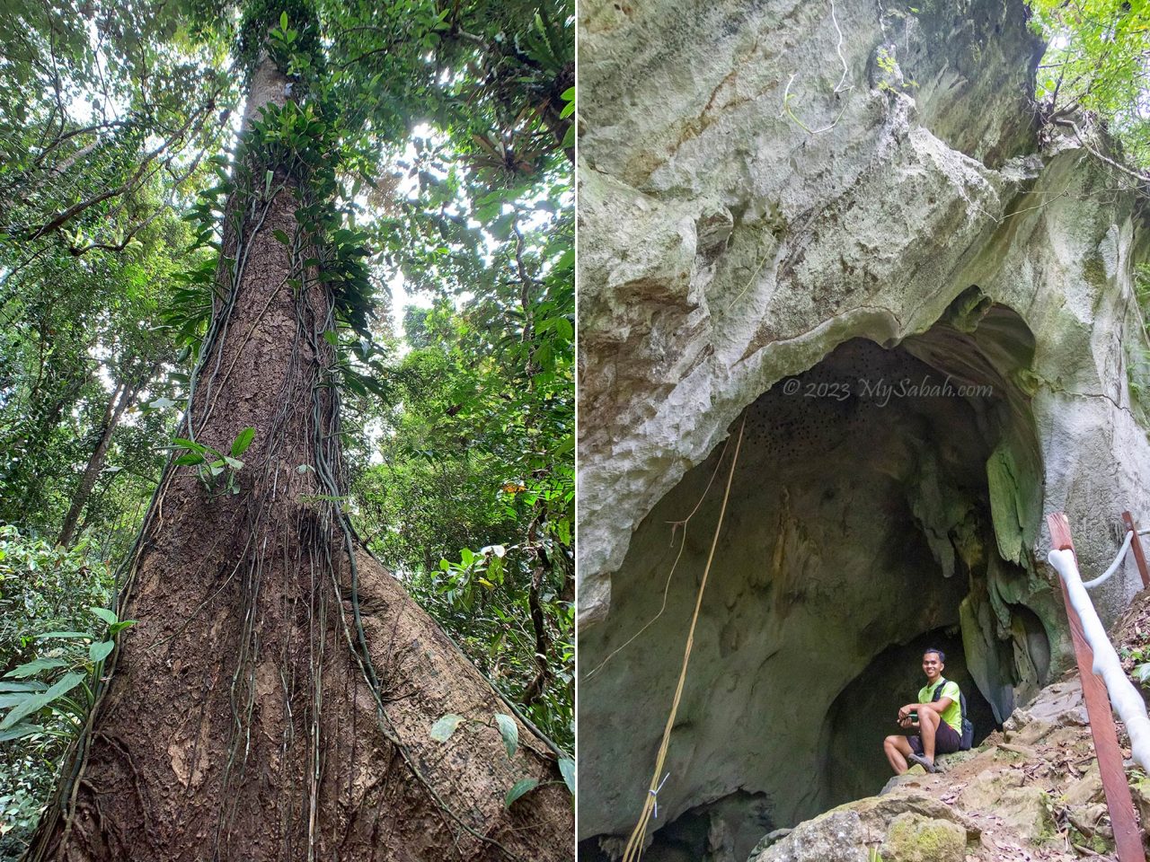 Big tree and cave