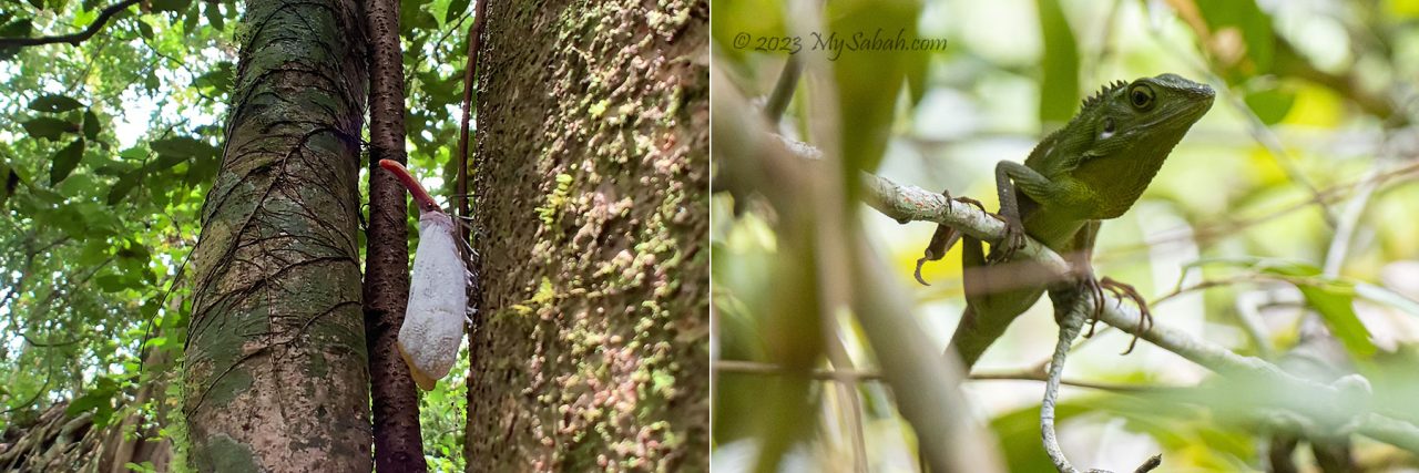 Lantern bug and crested green lizard