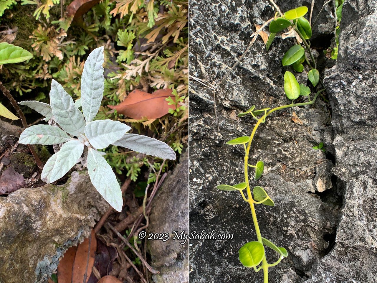 Left: the silvery lucky plant, tawawo. Right: Salung tangi, another magical plant