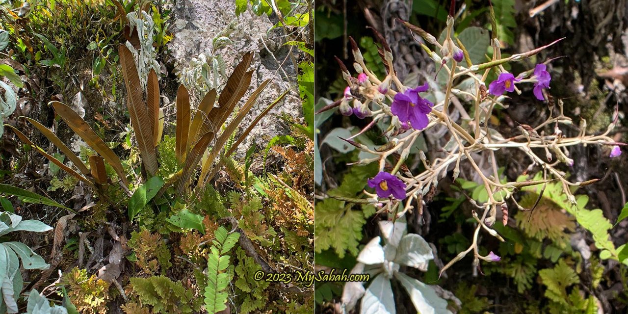 Interesting plant and flower that grow on limestone of Batu Punggul