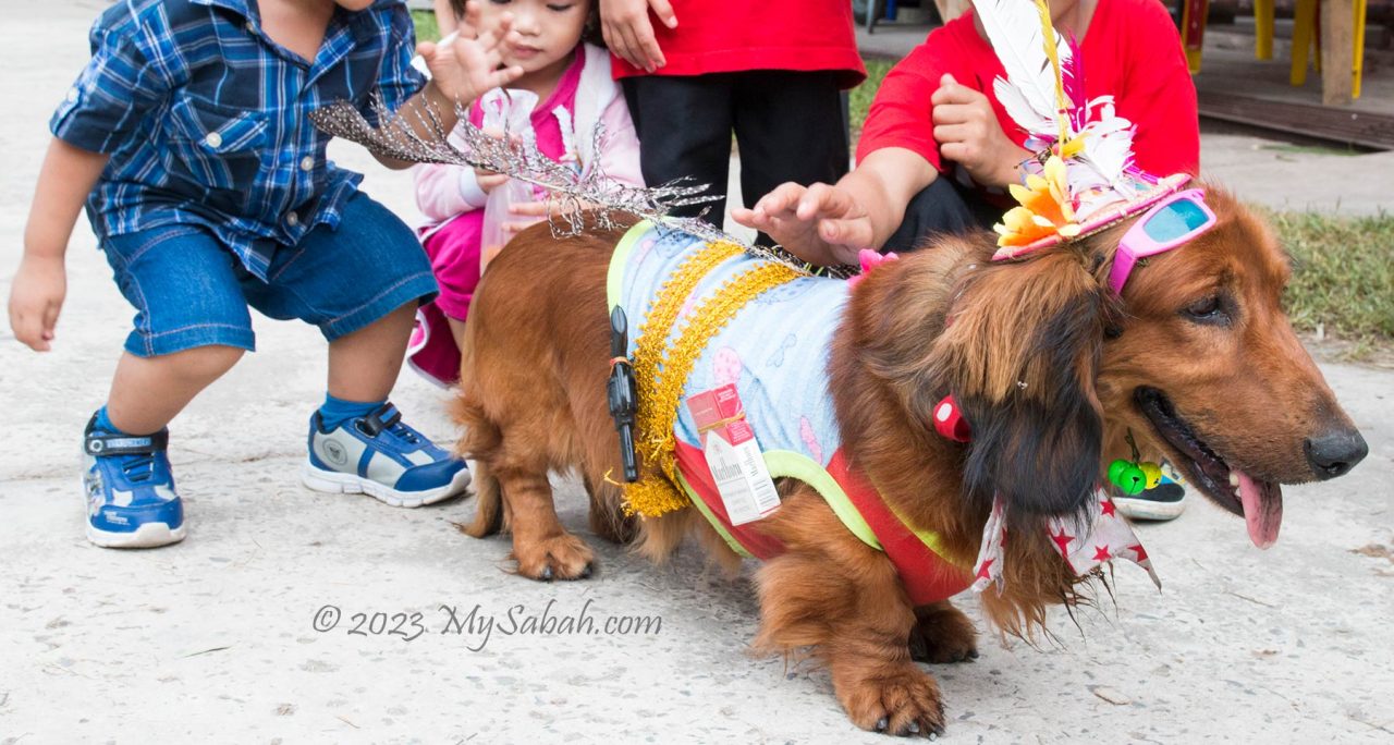 Dog in dress