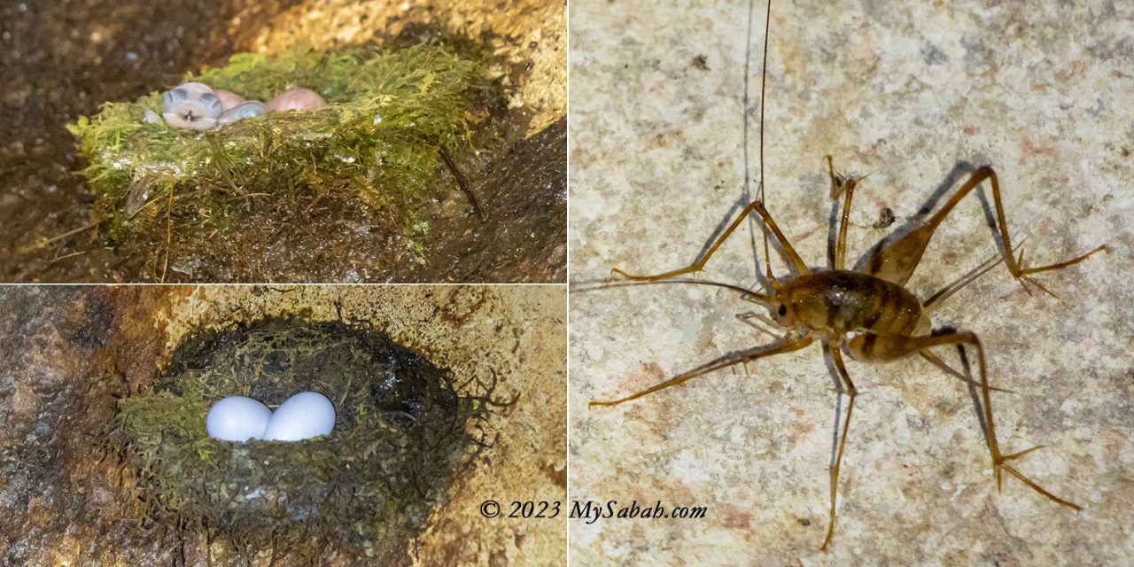 Left: hatchling and eggs of cave swiftlet. Right: cave cricket