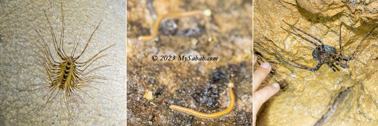 Bugs in Pungiton Cave. From left: Cave Centipede, Unknown Millipedes, large Huntsman Spider with egg sack