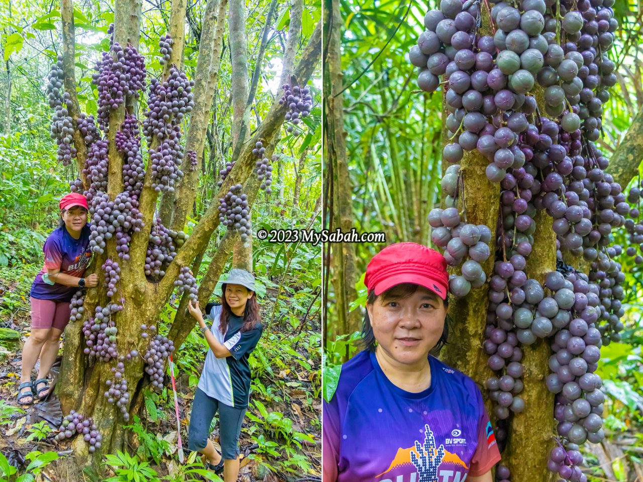 Fruiting Liposu tree of Sabah Borneo