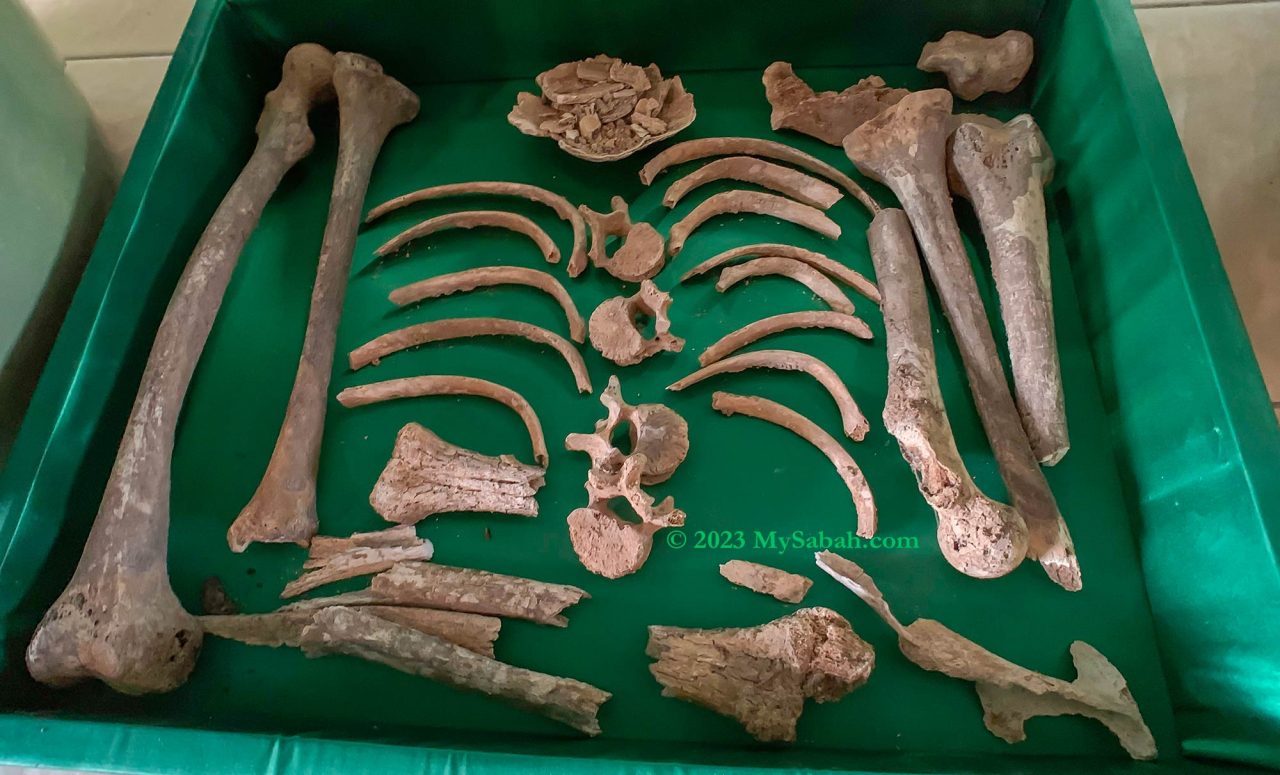 Skeleton remains in the burial jar of Pogunon