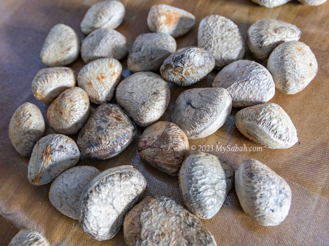 Pangi fruit (Pangium edule)