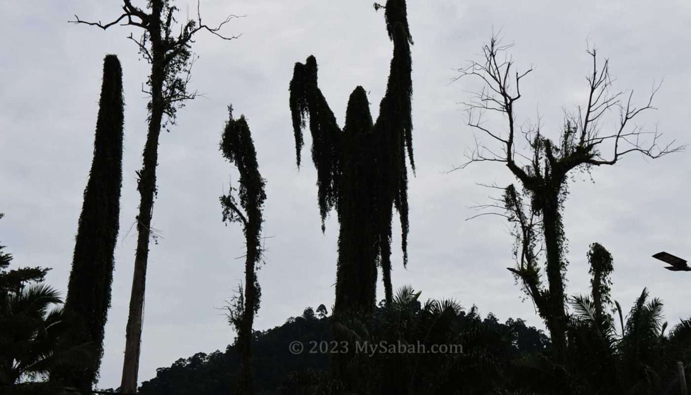 Spooky silhouette of trees