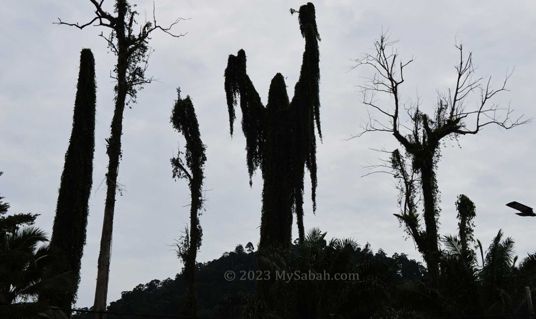 Spooky silhouette of trees