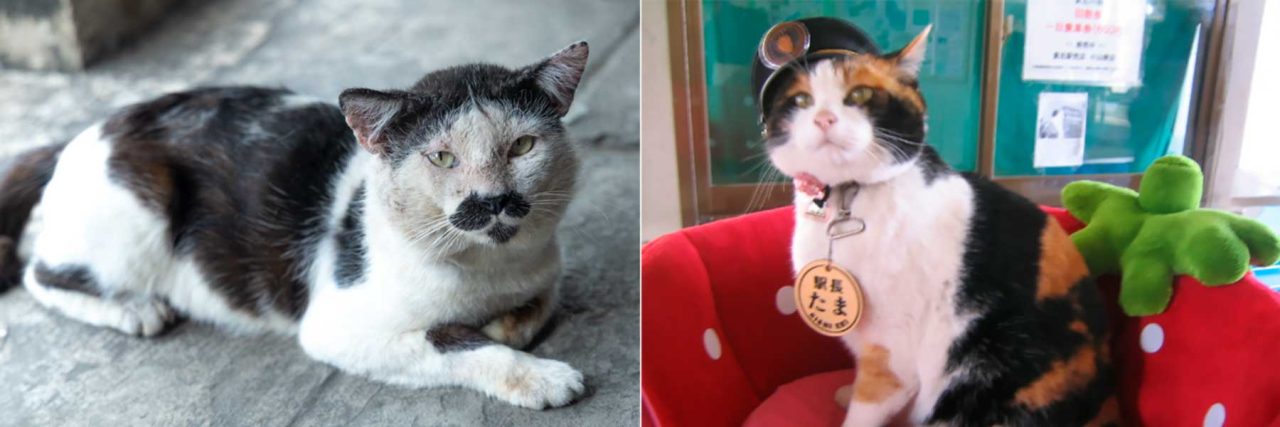 Left: a stray cat that has a Pringles face found near Papar market. Right: Tama, the station master of Kishi Station (Japan)