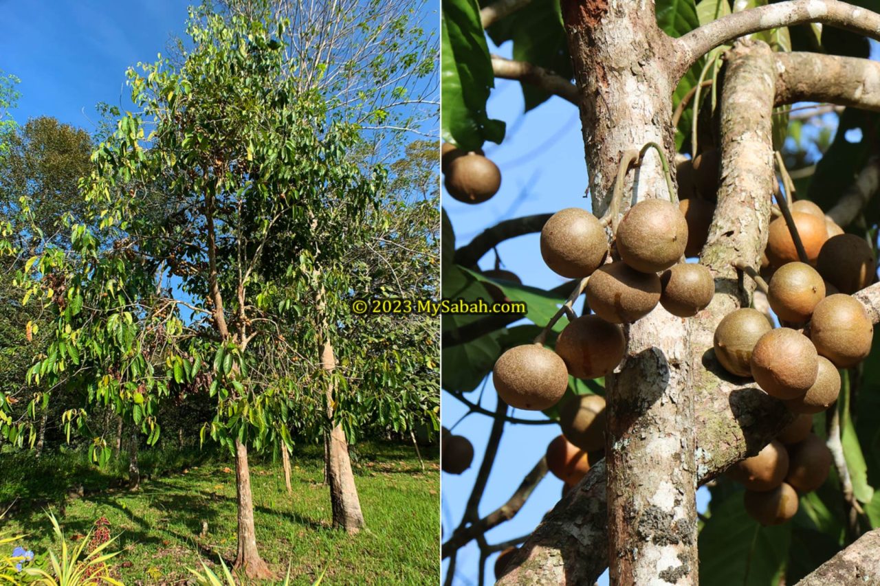 Fruiting Tampoi tree