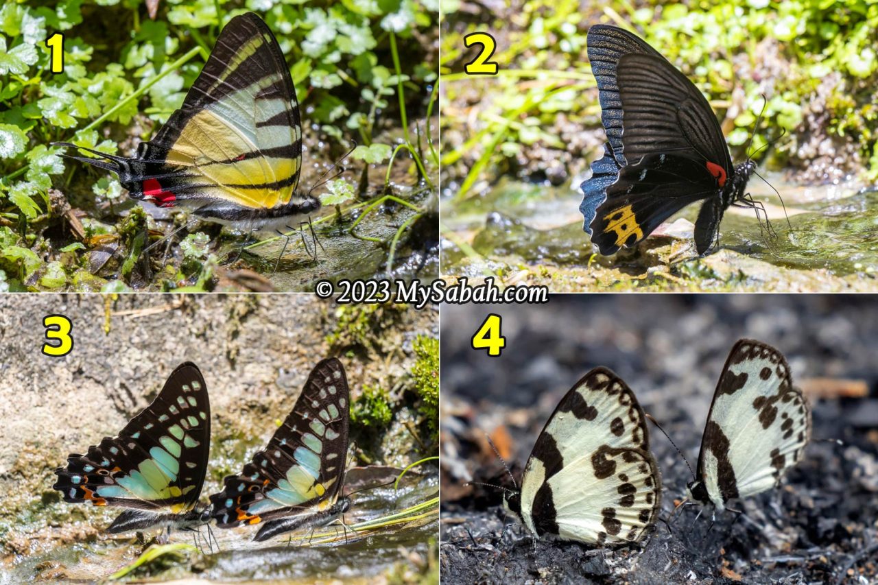 Butterflies endemic to Borneo: 1. Kinabalu Swordtail (Pathysa stratiotes), 2. Bornean Mormon (Papilio acheron), 3. Kinabalu Bluebottle (Graphium procles), 4. Bornean Straight Pierrot (Caleta manovus)