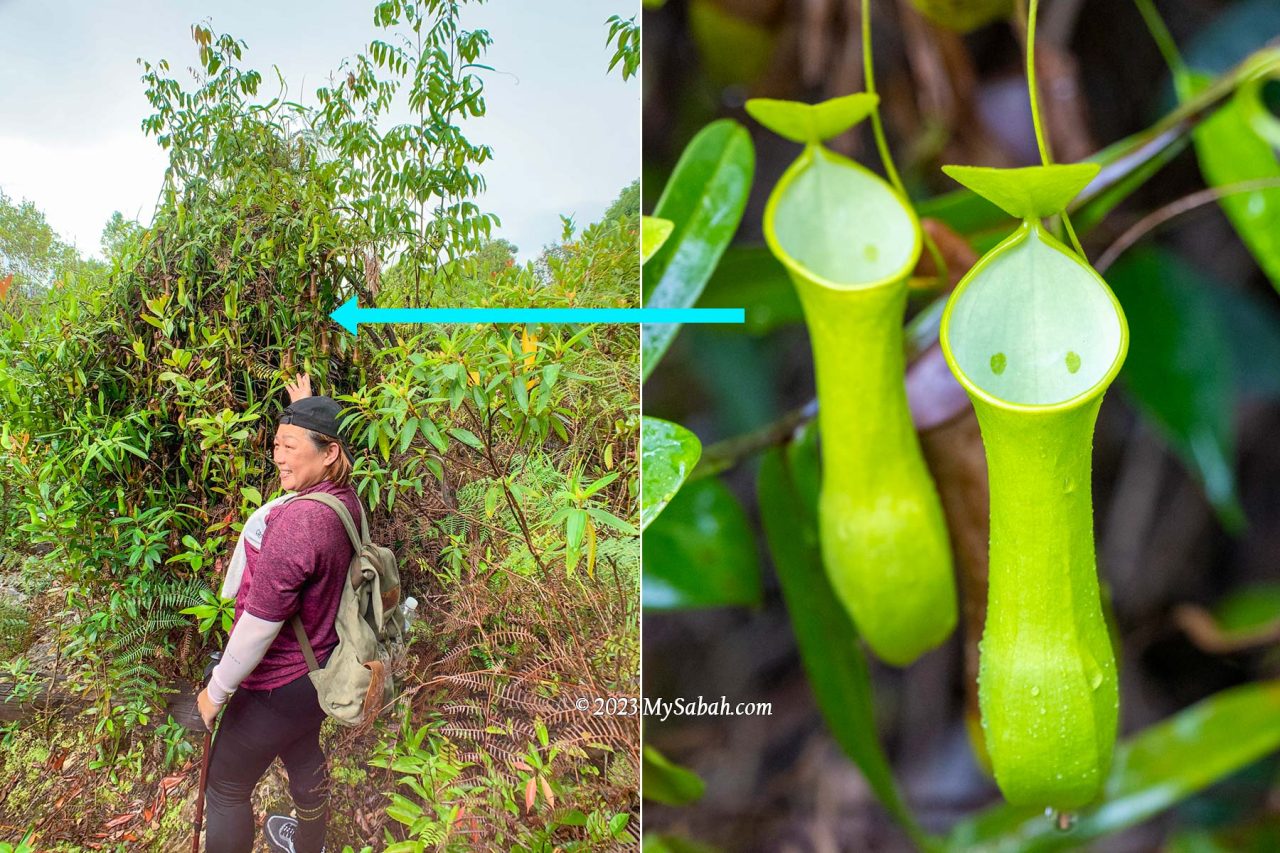 A tree full of pitcher plant (Nepenthes reinwardtiana) before the first peak