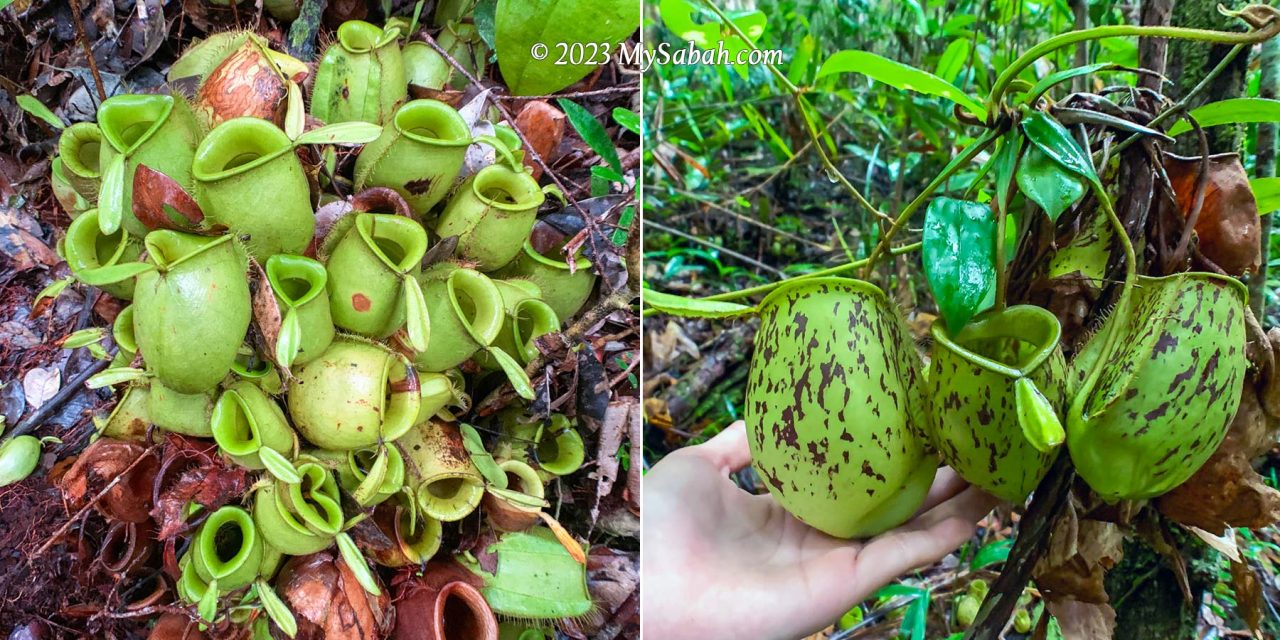 Two variants of Nepenthes ampullaria near the peak of Wullersdorf