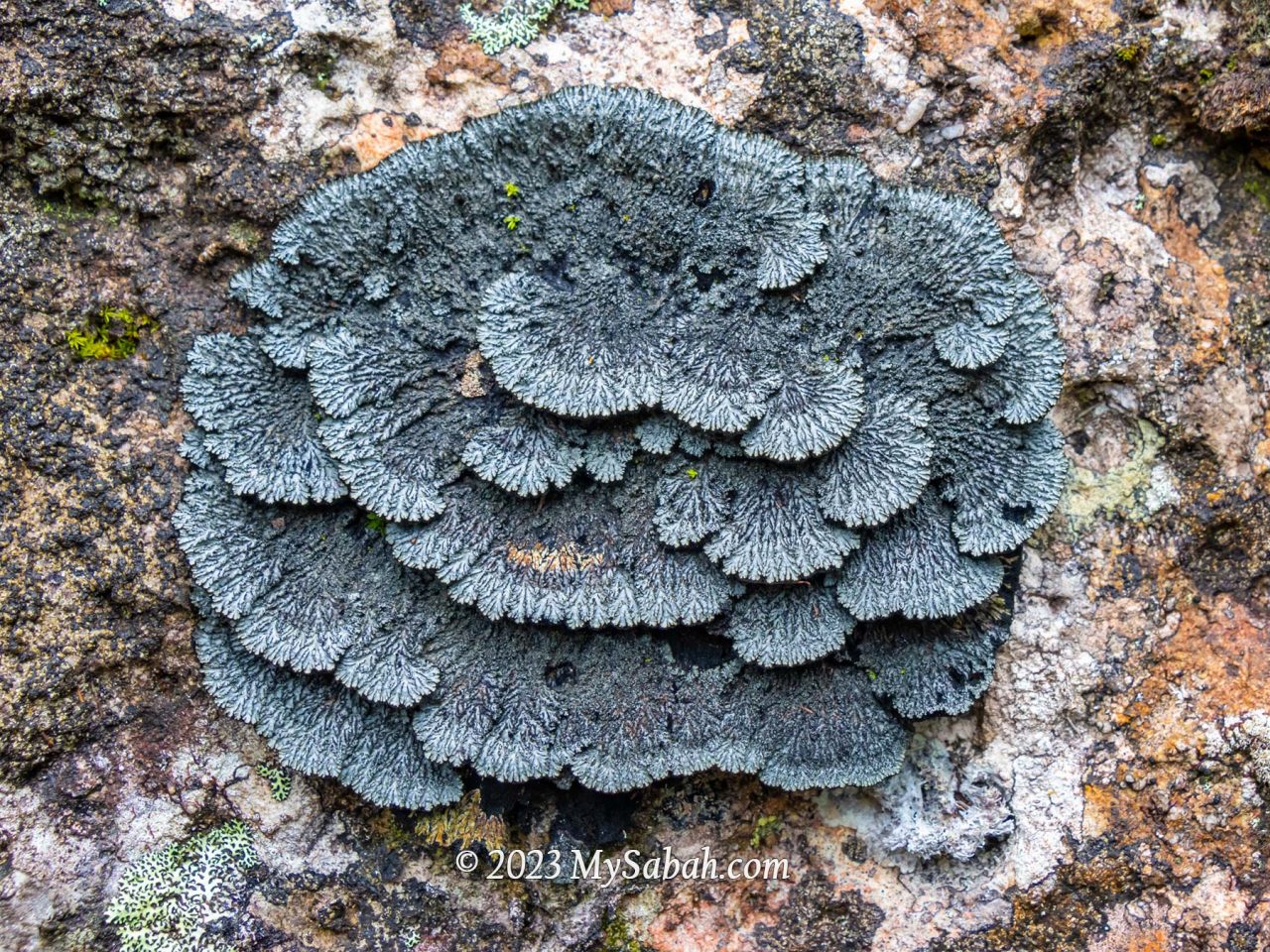 A big and black lichen which is made up from algae and fungus