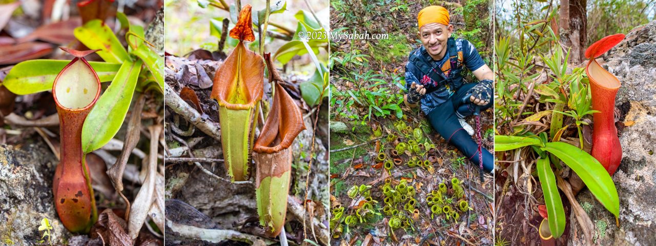 Different species of pitcher plant on Wullersdorf Peak. From the left: Nepenthes reinwardtiana (red variant), Nepenthes veitchii, Nepenthes ampullaria and Nepenthes gracilis