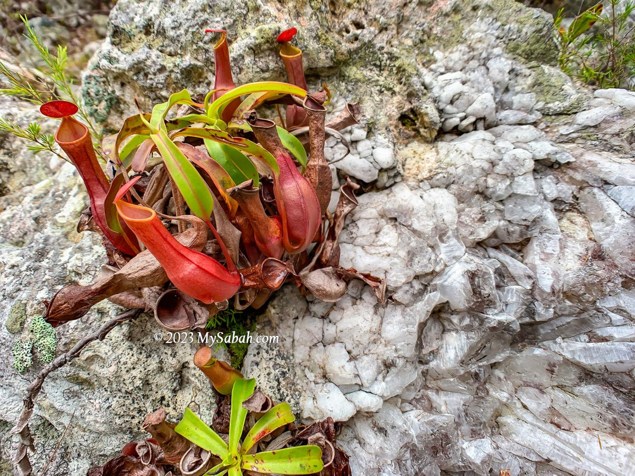 Pitcher plant growing on a crystal rock