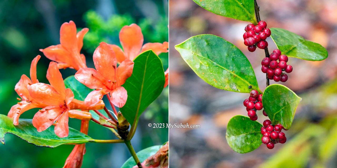 Rhododendron flowers and an unknown fruit on the peak of Wullersdorf