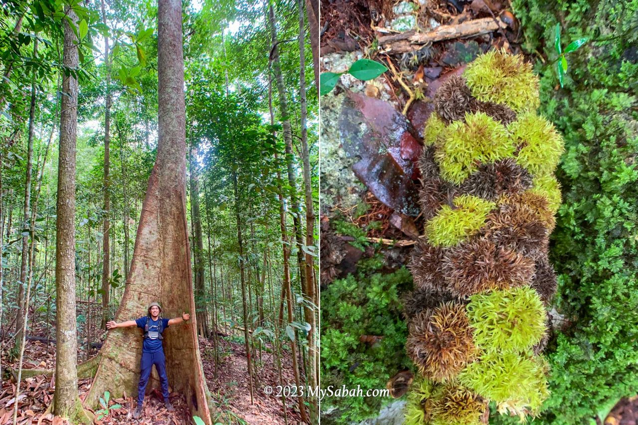 Left: a tree with big buttress at the foothill. Right: thorny chestnuts strewn on the forest floor