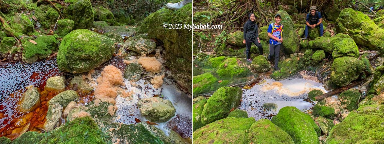 Foaming on the streams of Wullersdorf forest