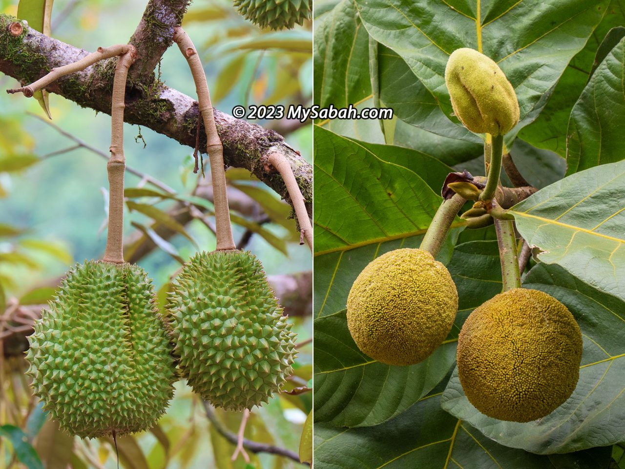 Fruits at Topi Raja Mountain River View