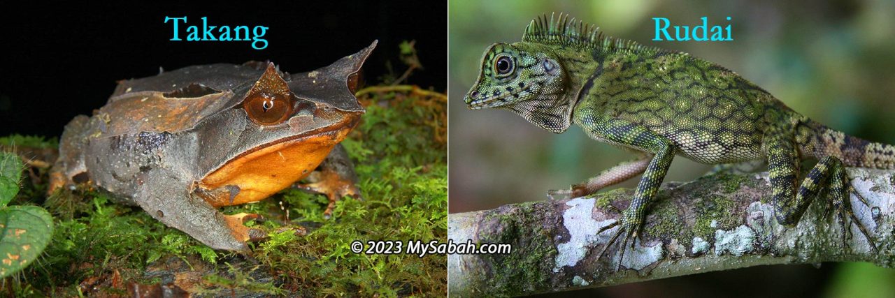 Horned frog and Bornean forest dragon