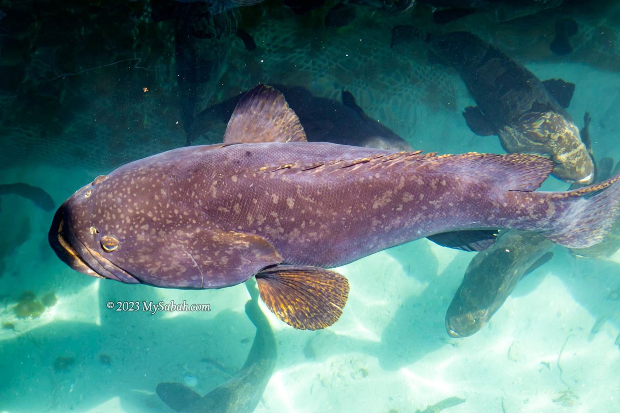 Giant grouper in a fish farm