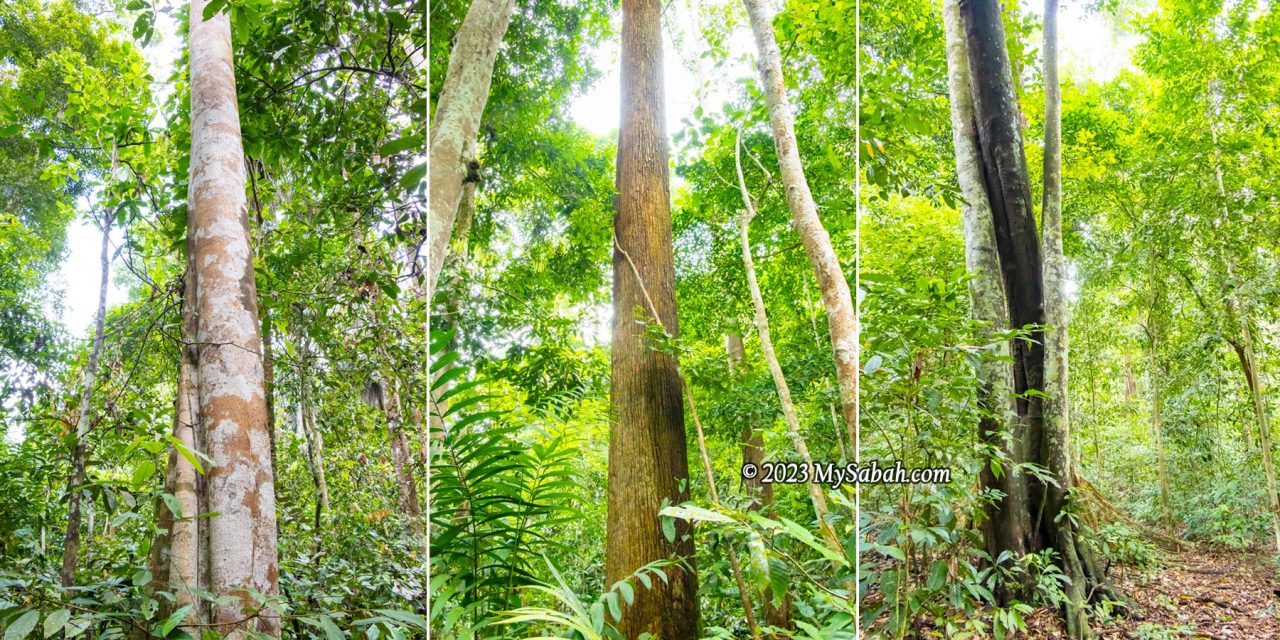 The towering rainforest trees of Bombalai Hill (Bukit Bombalai)