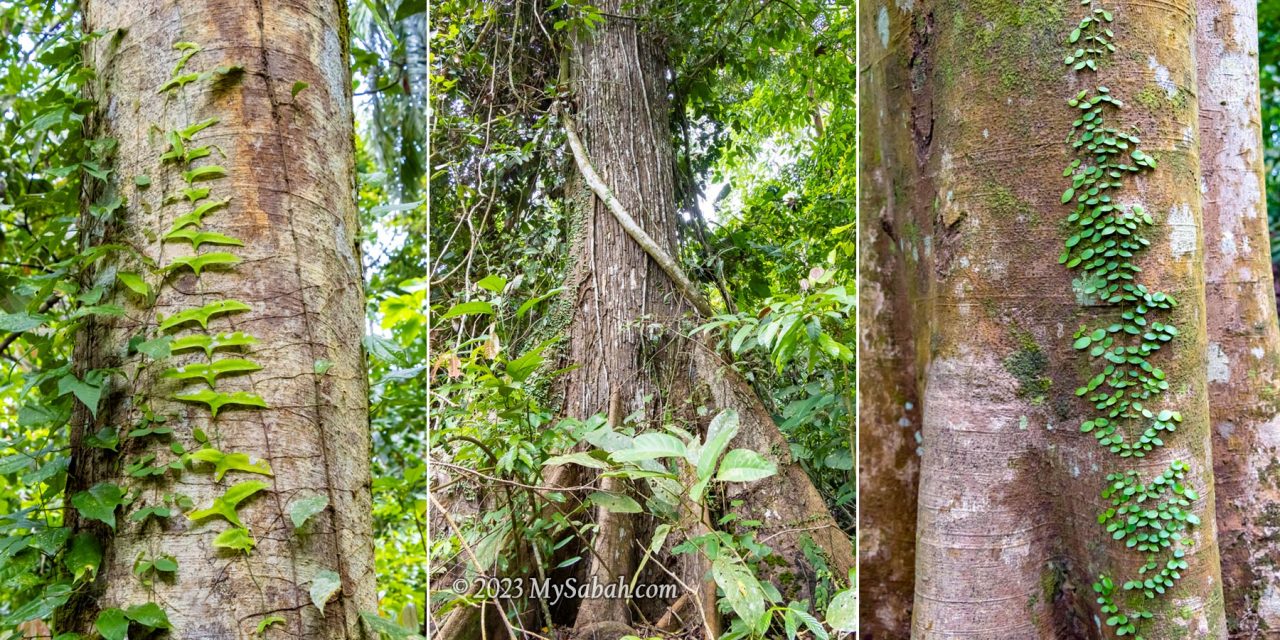 Vines and creepers on the tree. The left one looks like birds in flight