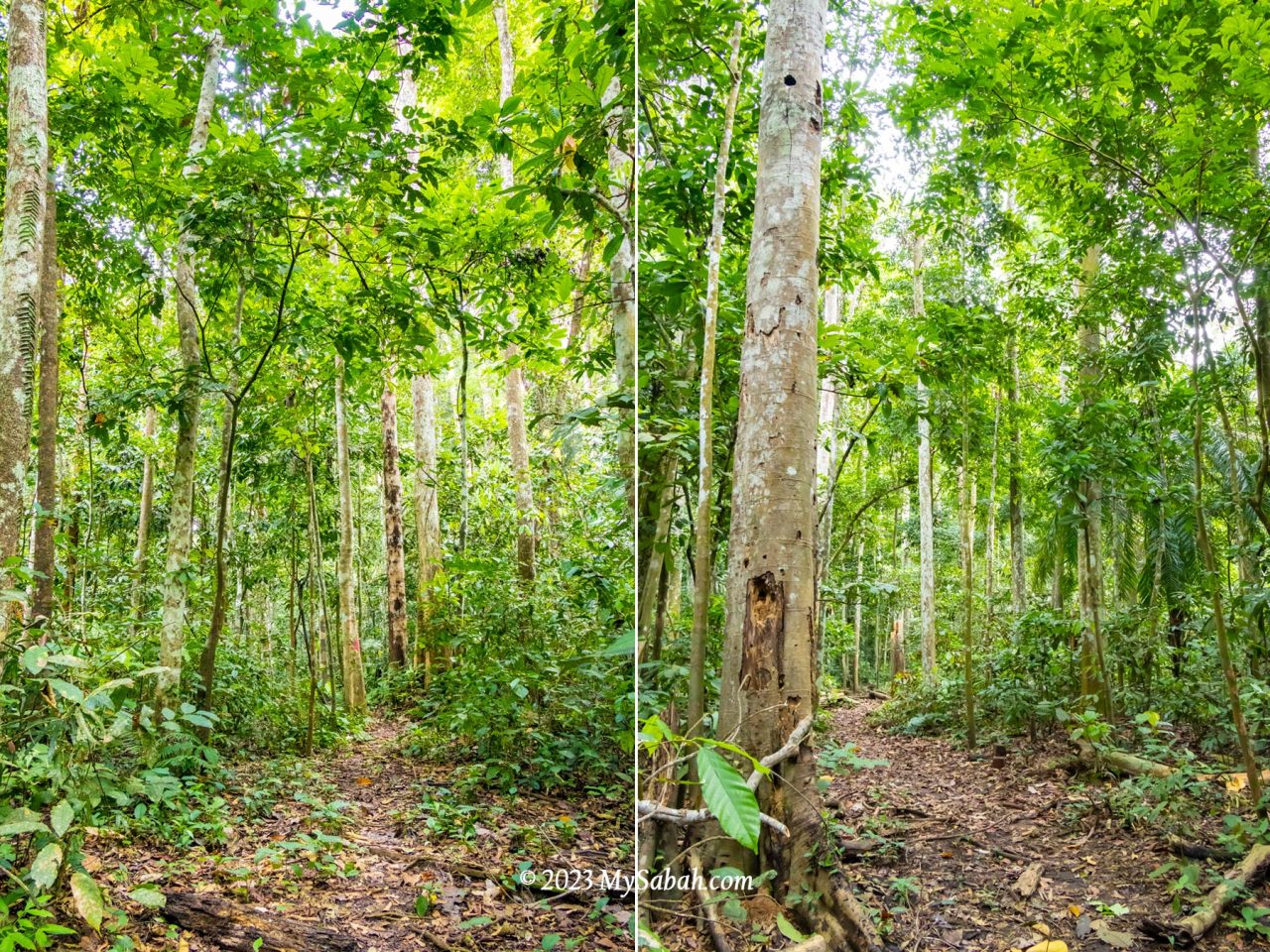 Beautiful jungle trail of Bombalai Hill (Bukit Bombalai)