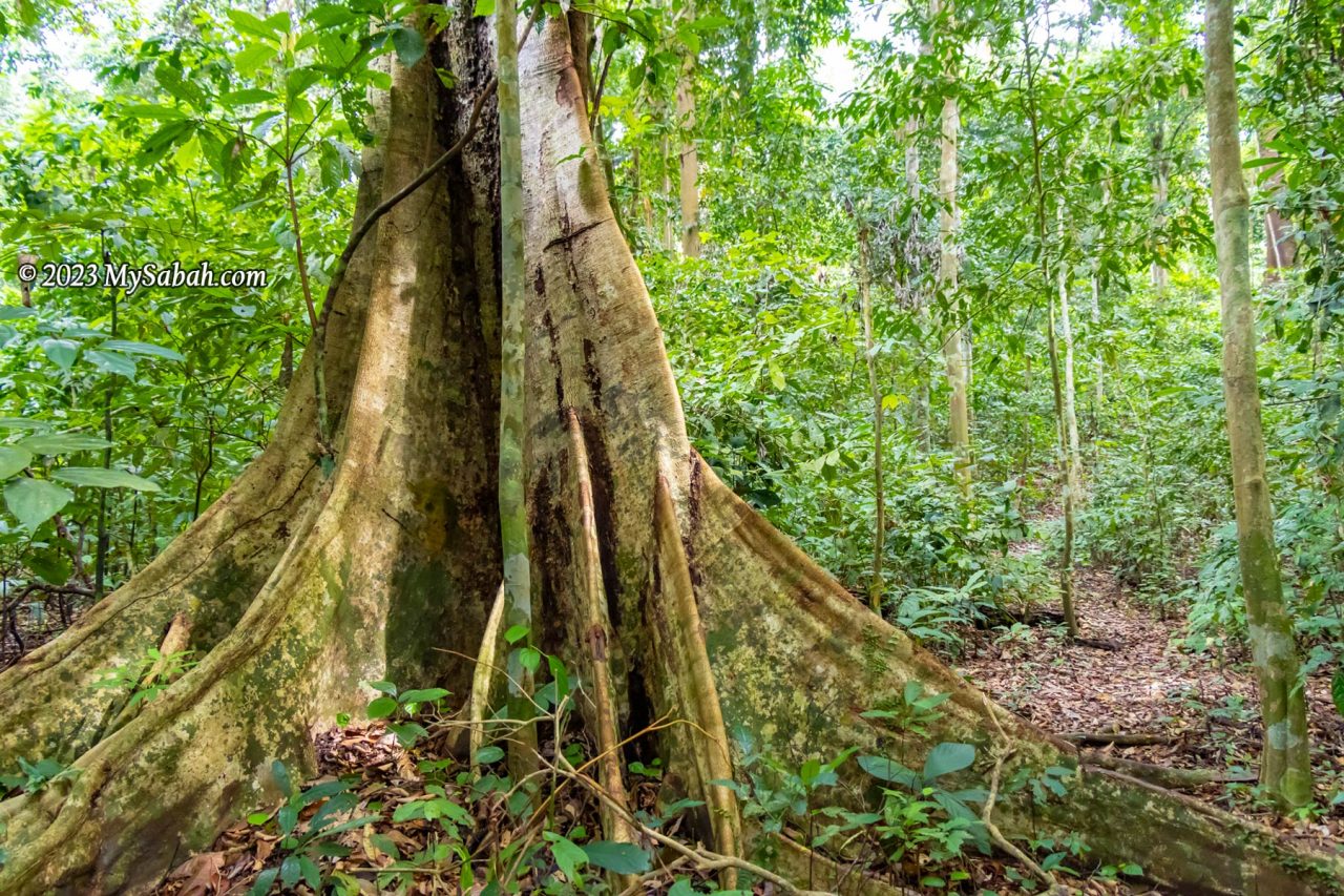 A tree with big buttress on the trail