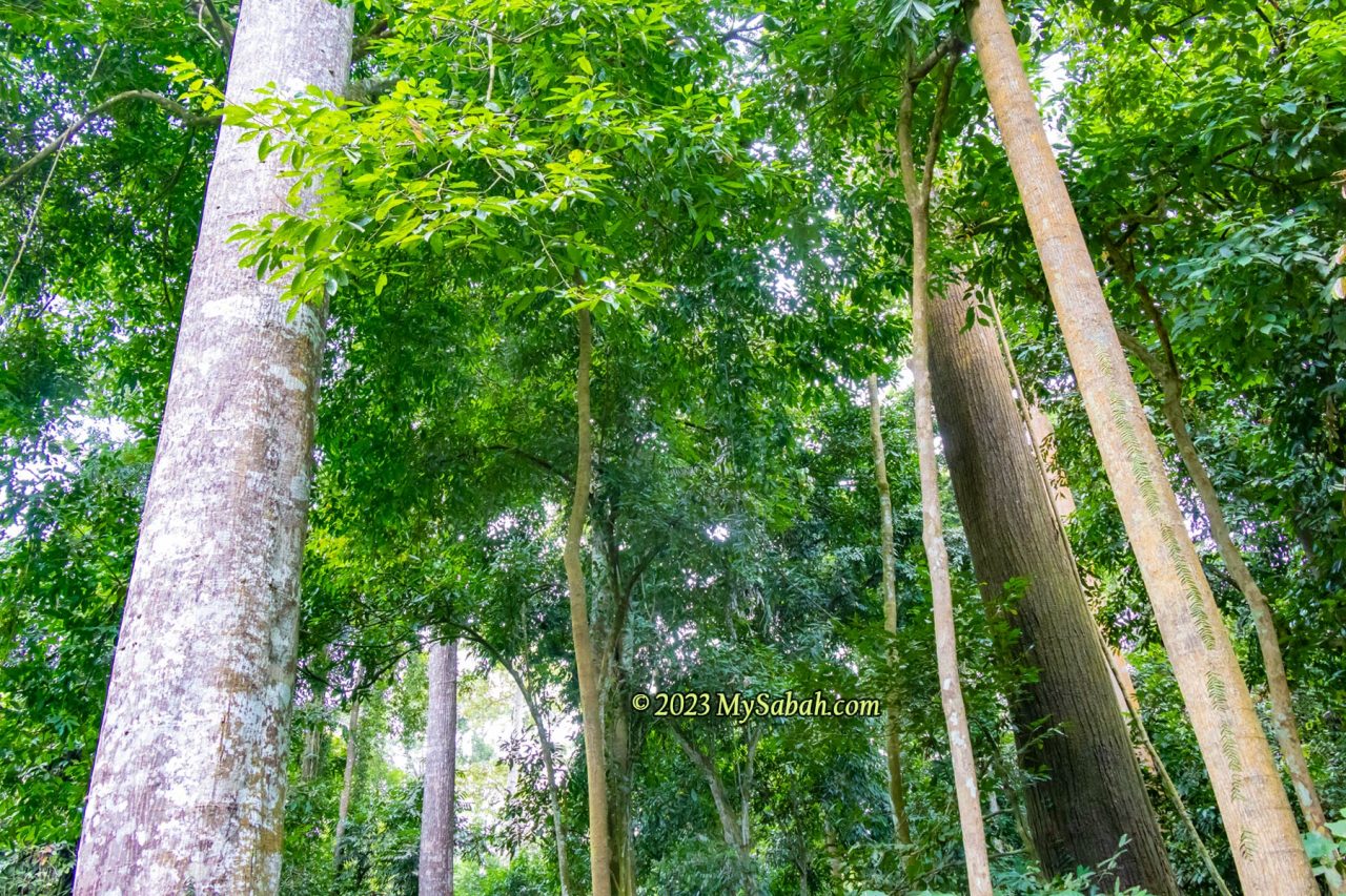 Hill dipterocarp forest is the most common forest type in Tawau Hills Park (Taman Bukit Tawau)