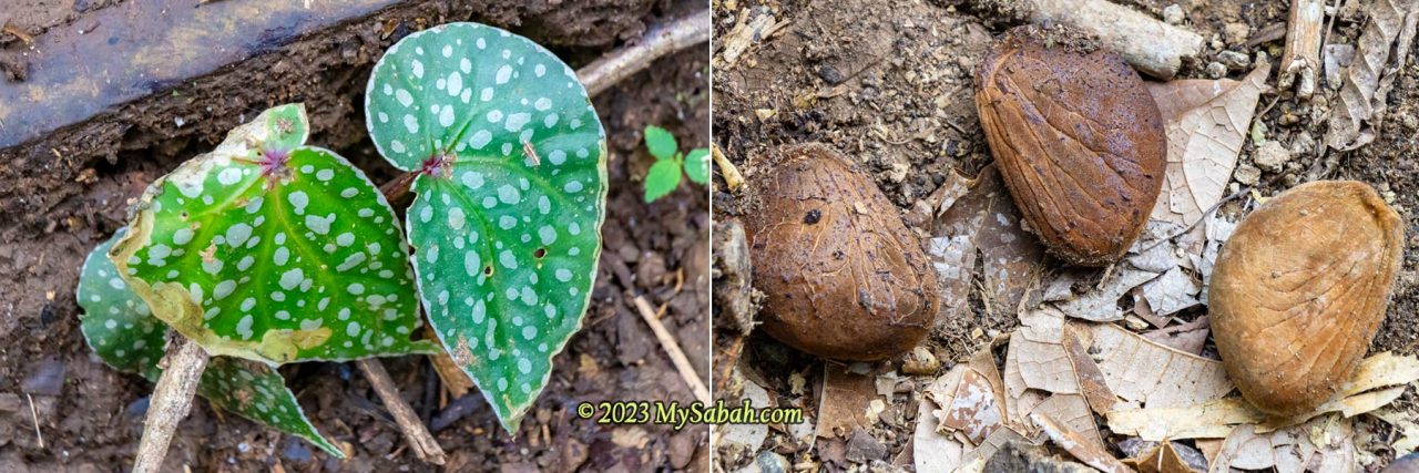 Left: Begonia plant. Right: wild "football fruits" or pangi fruits