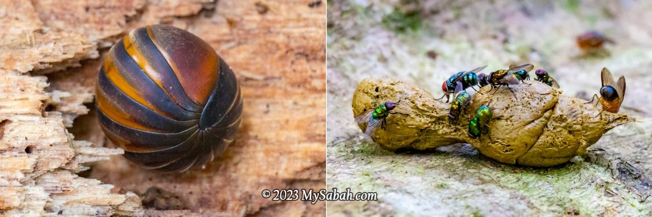 Left: pill millipede curled up as a defense. Right: flies feasting on a dropping