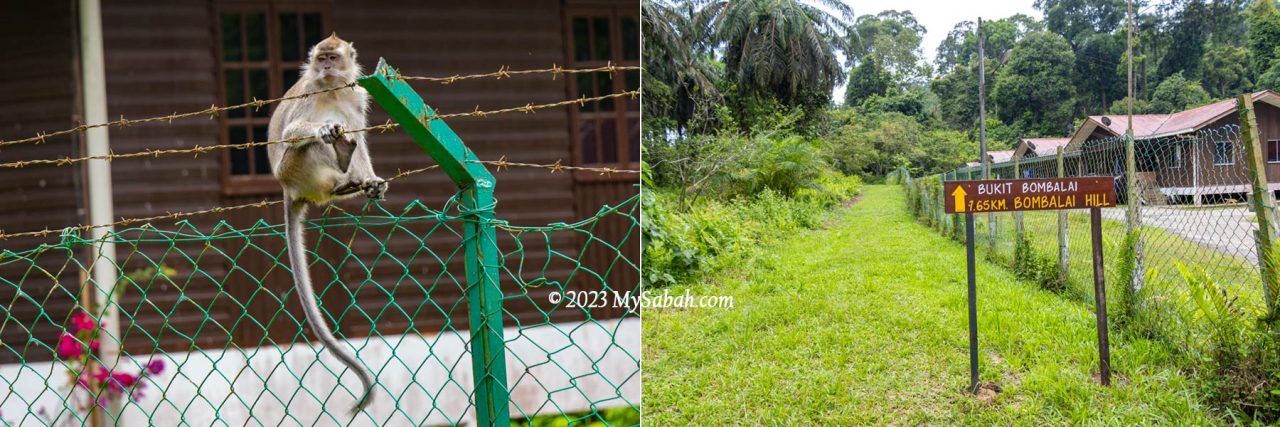 Left: a long-tailed macaque on the fence. Right: grass path to Bombalai Hill