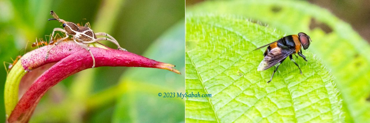 Left: a weevil beetle. Right: a big fly