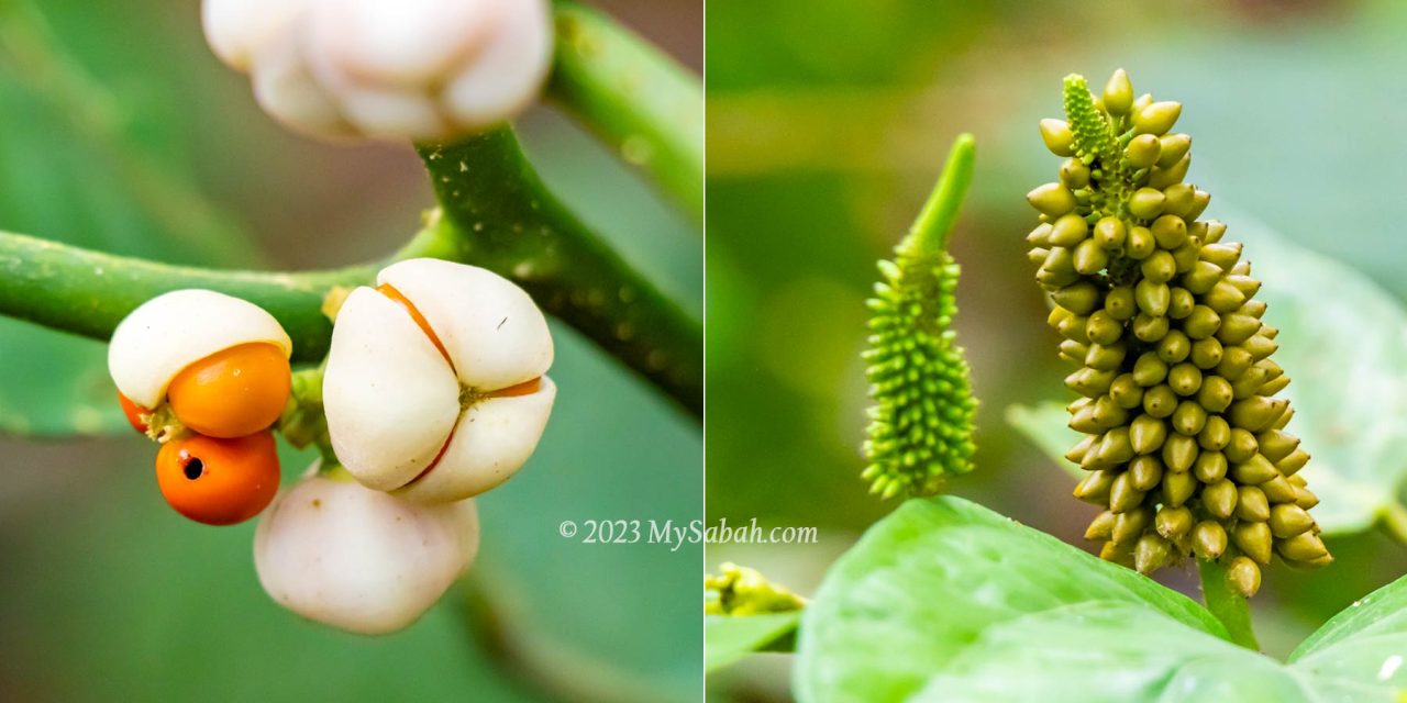 Fruits next to the trail to Bombalai Hill